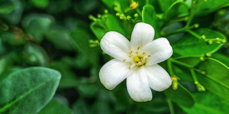 Manfaat Daun Kemuning yang Sangat Bagus Untuk Kesehatan
