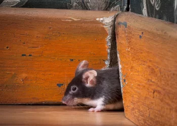 Apa itu Leptospirosis? Kenali Gejala dan Pencegahan Penyakit Leptospirosis