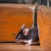 Apa itu Leptospirosis? Kenali Gejala dan Pencegahan Penyakit Leptospirosis