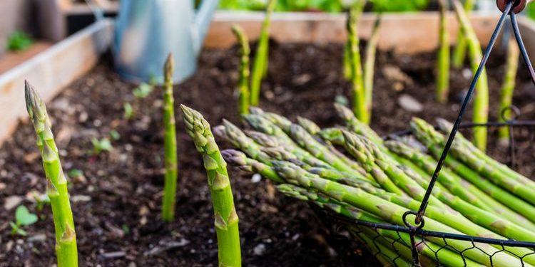 Manfaat Asparagus untuk Kesehatan Tubuh yang Harus Diketahui