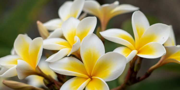 8 Manfaat Bunga Kamboja Untuk Kesehatan Tubuh