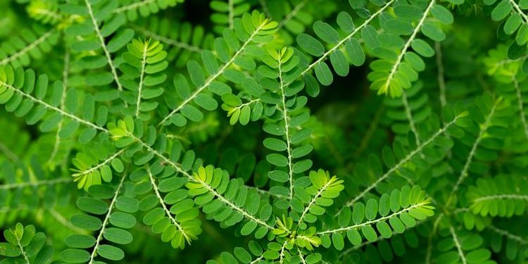 Manfaat Daun Meniran untuk Kesehatan Tubuh dan Efek Sampingnya