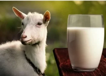 Manfaat Susu Kambing Untuk Kesehatan