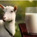 Manfaat Susu Kambing Untuk Kesehatan