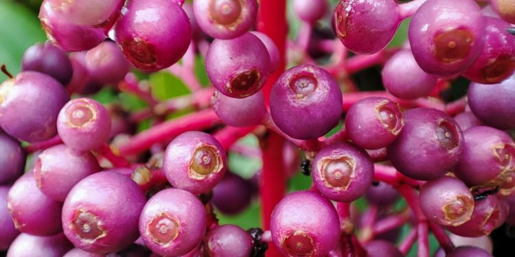 Kandungan dan Manfaat Parijoto untuk Kesehatan Tubuh