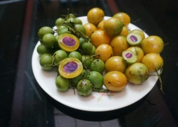Manfaat Buah Gandaria Untuk Kesehatan Tubuh