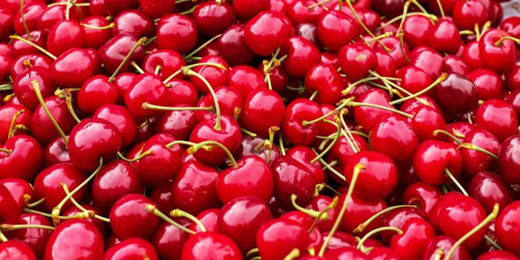 Manfaat Buah Kersen Untuk Kesehatan Tubuh
