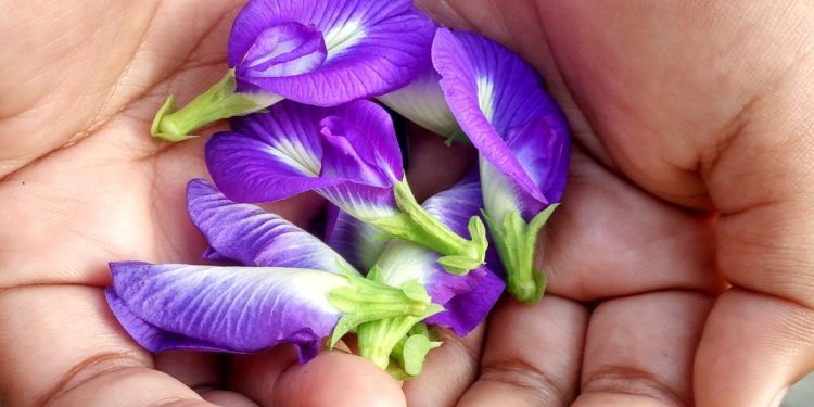 Manfaat Bunga Telang Ungu Untuk Kesehatan