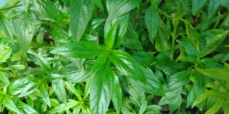 Manfaat Sambalito Untuk Kesehatan Tubuh yang Harus Diketahui