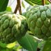 Rahasia Kecantikan Tersembunyi dari Buah Nona