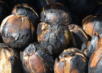 Bikin Segar, Ini Manfaat Kelapa Bakar Untuk Kesehatan