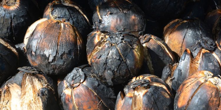 Bikin Segar, Ini Manfaat Kelapa Bakar Untuk Kesehatan