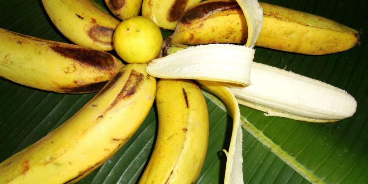 Kaya Nutrisi, Manfaat Pisang Ambon Untuk Kesehatan