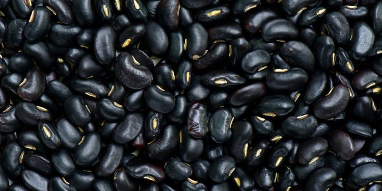 Kaya nutrisi ,Manfaat Kacang Hitam Bagi Tubuh