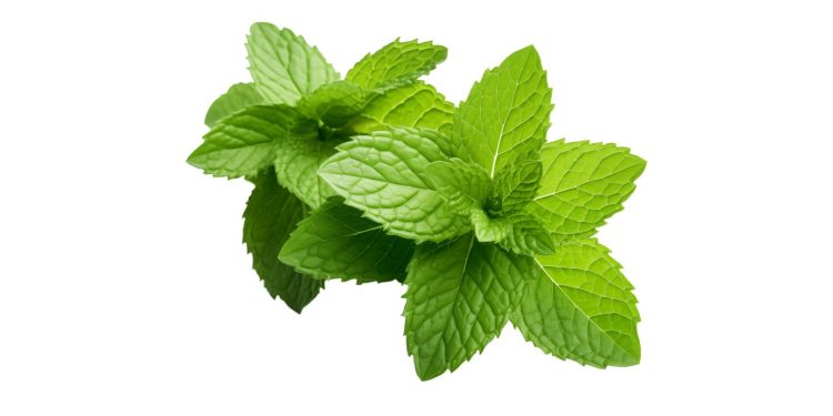 Manfaaat Daun Mint Untuk Kesehatan Tubuh Selain Bumbu Masak