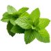 Manfaaat Daun Mint Untuk Kesehatan Tubuh Selain Bumbu Masak