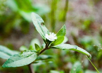 Manfaat Daun Urang Aring Untuk Rambut Sehat