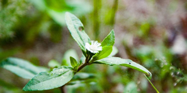 Manfaat Daun Urang Aring Untuk Rambut Sehat