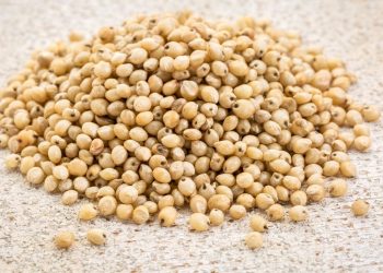 Manfaat Sorgum Untuk Kesehatan Tubuh, Bisa Jadi Pengganti Nasi