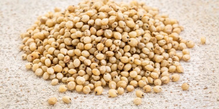 Manfaat Sorgum Untuk Kesehatan Tubuh, Bisa Jadi Pengganti Nasi