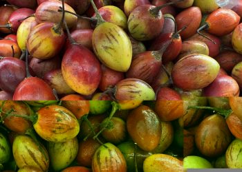 8 Manfaat Terong Belanda Untuk Kesehatan Tubuh