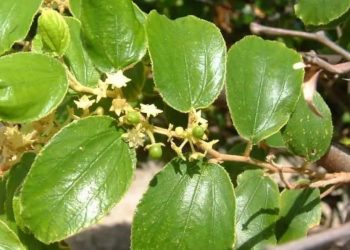 Daun Bidara Kandungan dan Manfaatnya Untuk Kesehatan