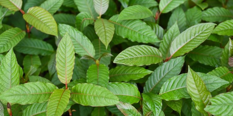 Daun Kratom Kandungan dan Manfaat Untuk Kesehatan