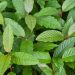 Daun Kratom Kandungan dan Manfaat Untuk Kesehatan