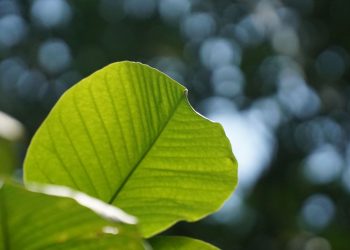 Manfaat Daun Ketapang Untuk Kesehatan yang Jarang Diketahui