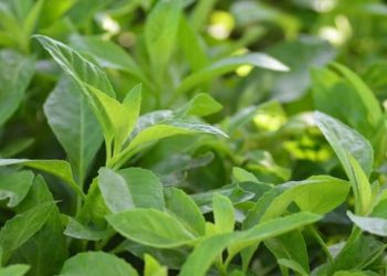 Manfaat Konsumsi Daun Senyawa Untuk Kesehatan Tubuh
