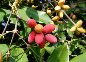 Khasiat Melinjo dan Efek Sampingnya Bagi Tubuh