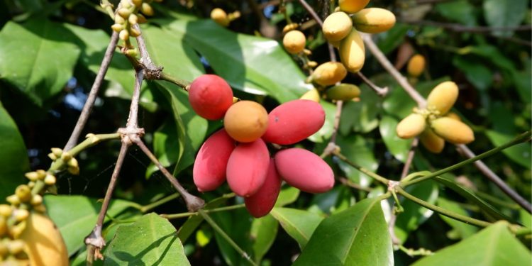 Khasiat Melinjo dan Efek Sampingnya Bagi Tubuh