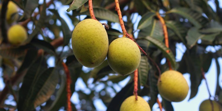 Manfaat Buang Bacang Untuk Kesehatan Tubuh