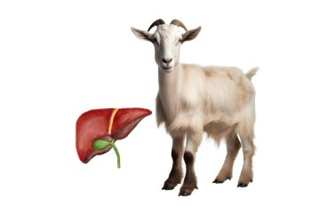 Manfaat Empedu Kambing Untuk Kesehatan