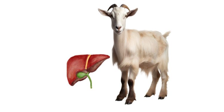 Manfaat Empedu Kambing Untuk Kesehatan