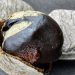 Manfaat Kluwek Atau Pucung Untuk Kesehatan Tubuh
