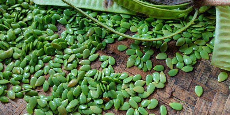 Manfaat Petai Cina Untuk Kesehatan