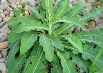 Manfaat Tempuyung Bagi Kesehatan Tubuh