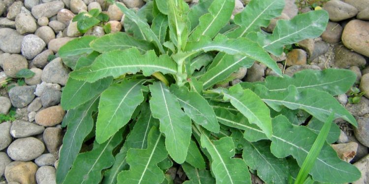 Manfaat Tempuyung Bagi Kesehatan Tubuh