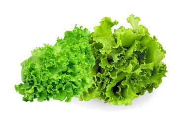 Kandungan Selada dan Manfaat Untuk Kesehatan Tubuh