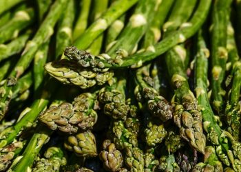 Manfaat Asparagus Untuk Kesehatan Tubuh