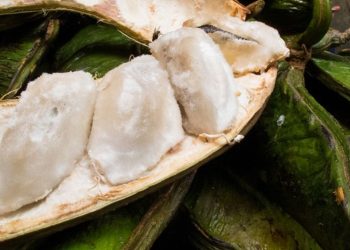 Manfaat Buah Salju Untuk Kesehatan Khas Bali