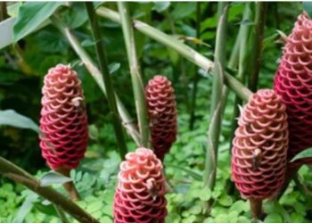 Manfaat Lempuyang Untuk Kesehatan dan Cara Mengolahnya