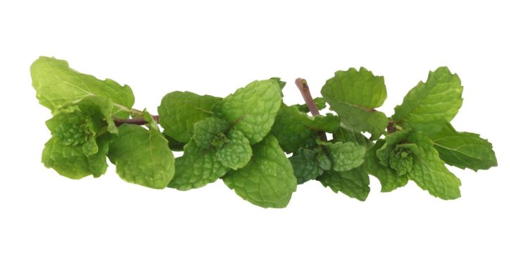 Manfaat Tersembunyi Daun Mint Untuk Kesehatan