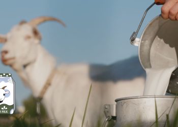 Kenali Manfaat Susu Kambing Bagi Kesehatan Tubuh