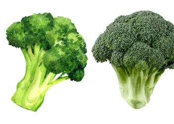Manfaat Brokoli Dari Pencegahan Kanker hingga Kesehatan Jantung