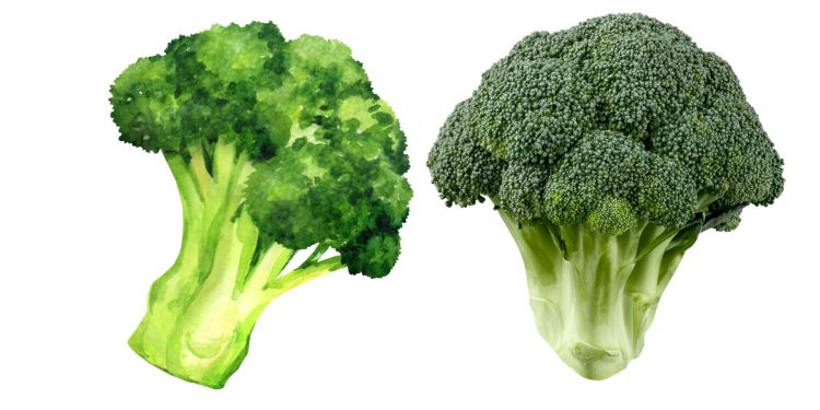 Manfaat Brokoli Dari Pencegahan Kanker hingga Kesehatan Jantung