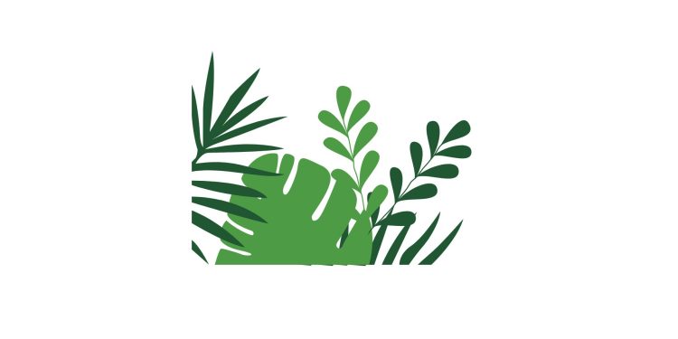 Manfaat Daun Sungkai Untuk Kesehatan Tubuh