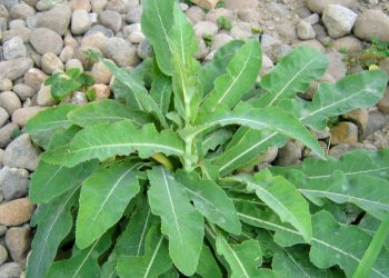 Manfaat Daun Tempuyung untuk Kesehatan