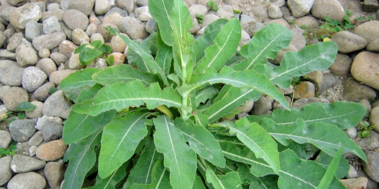 Manfaat Daun Tempuyung untuk Kesehatan